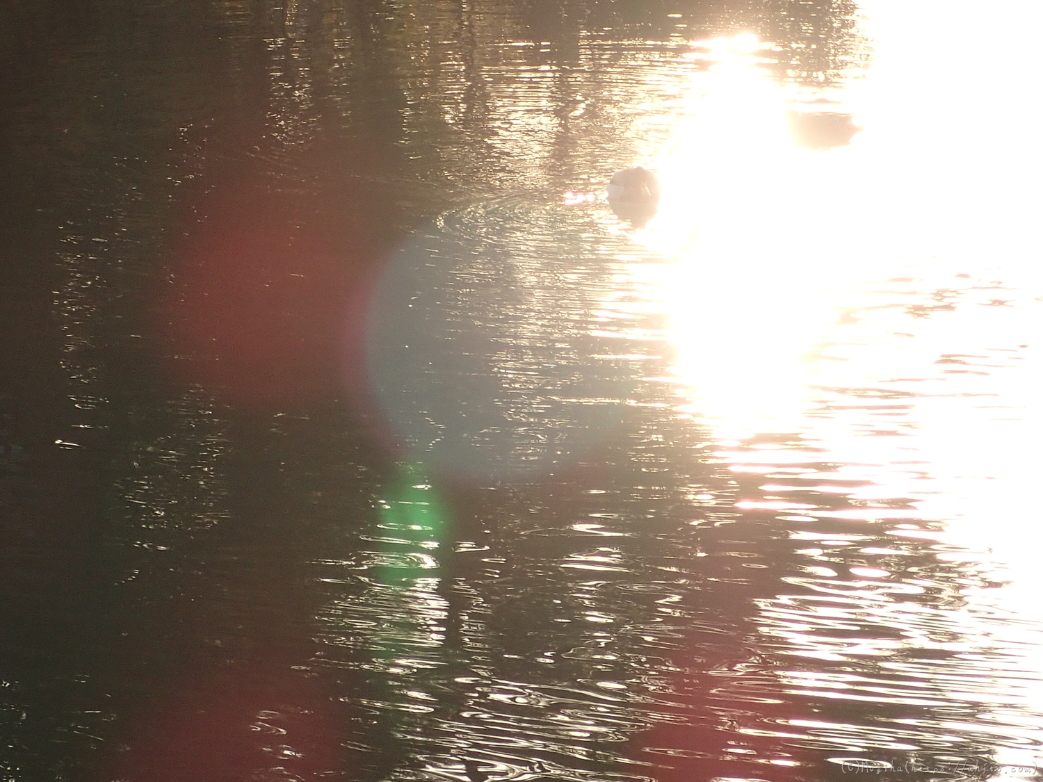 朝日と池と鴨 - 27