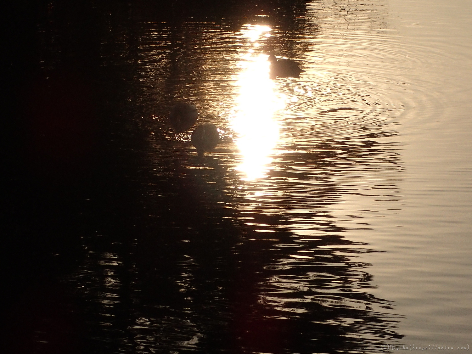 朝日と池と鴨 - 28