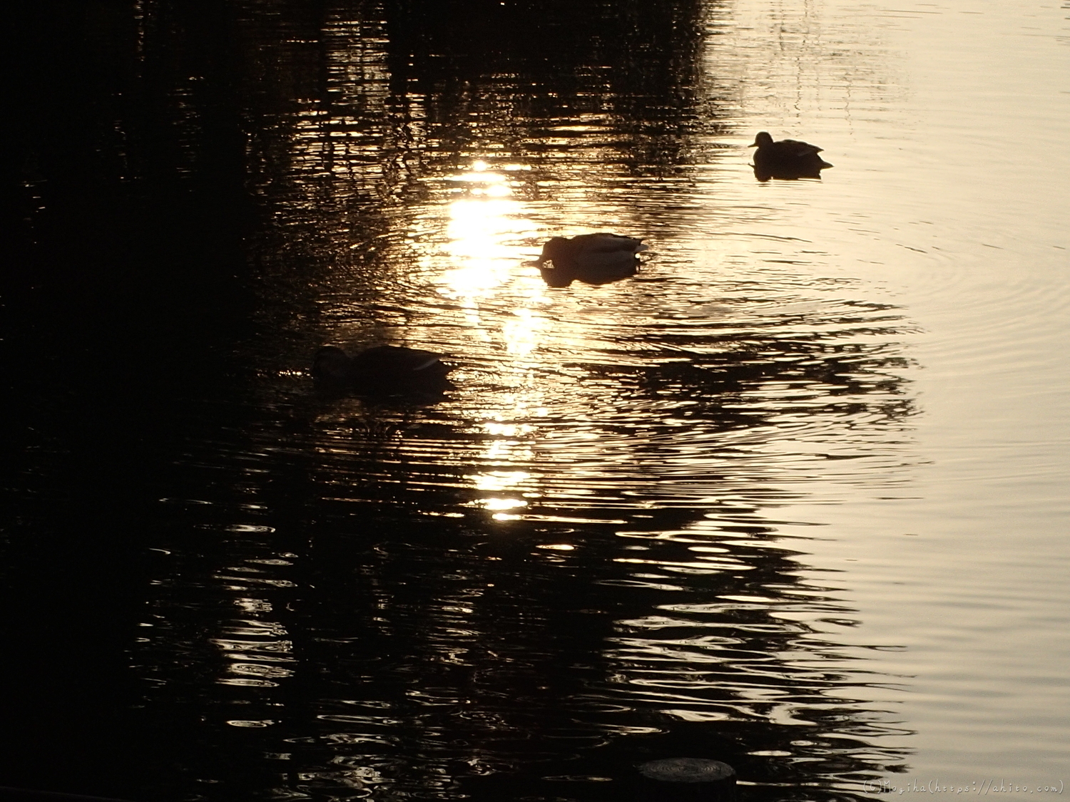 朝日と池と鴨 - 29