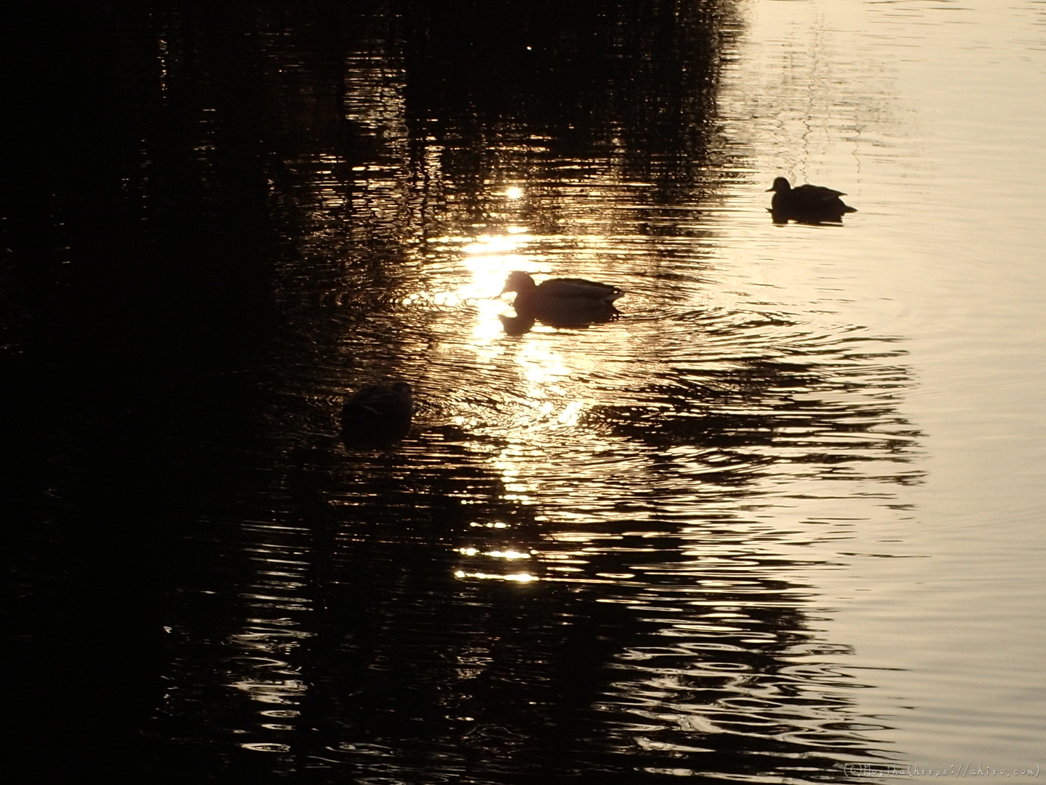 朝日と池と鴨 - 30