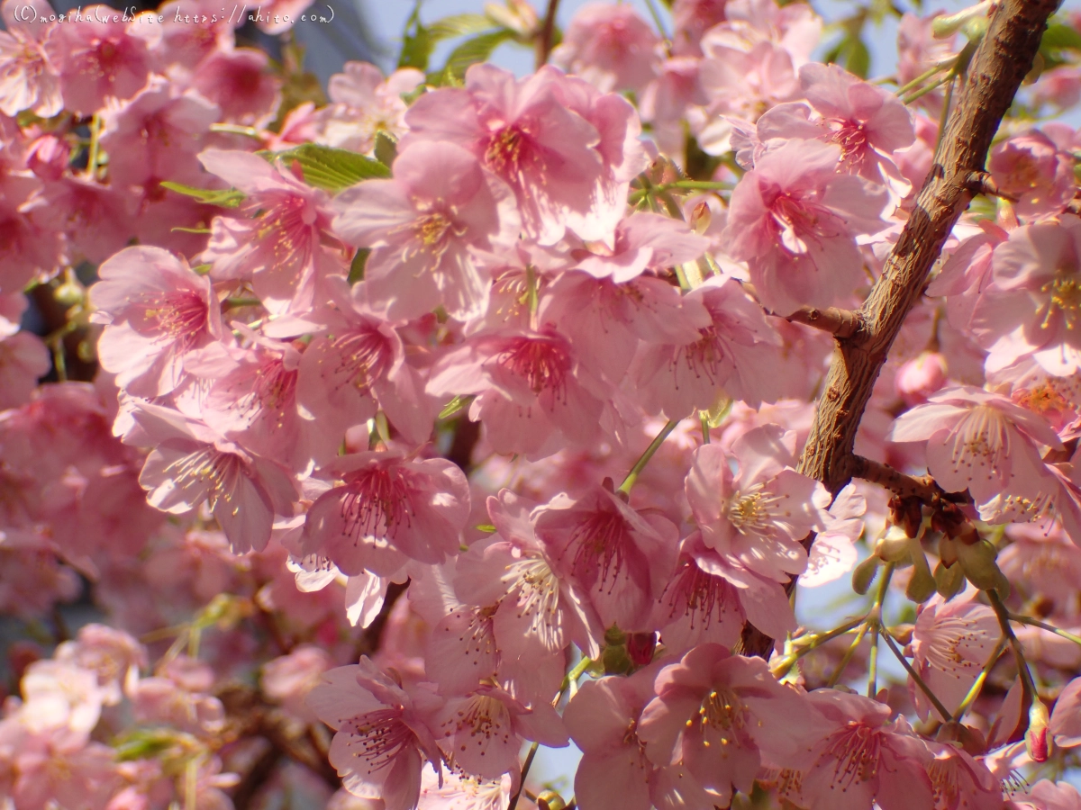 河津桜 - 02