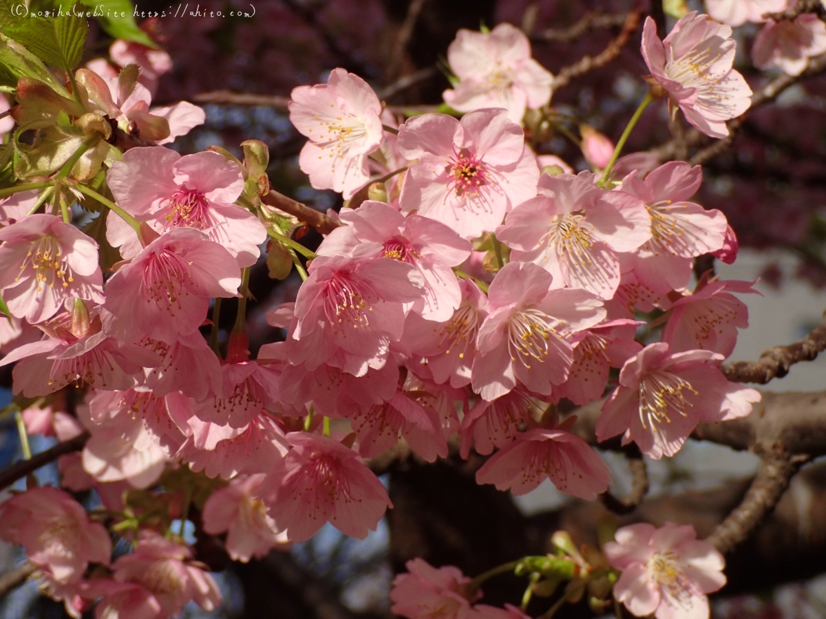 河津桜 - 04