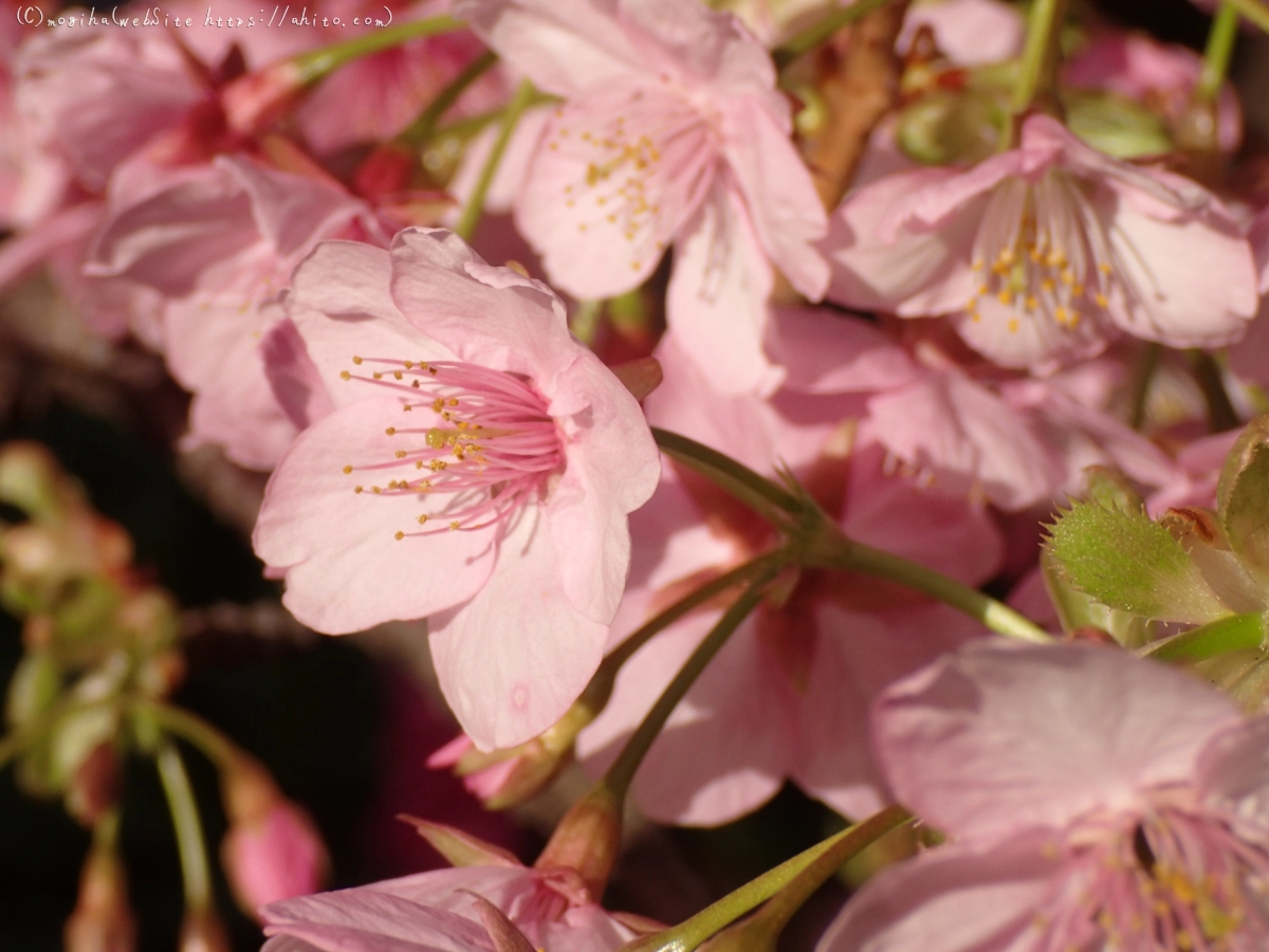 河津桜 - 05