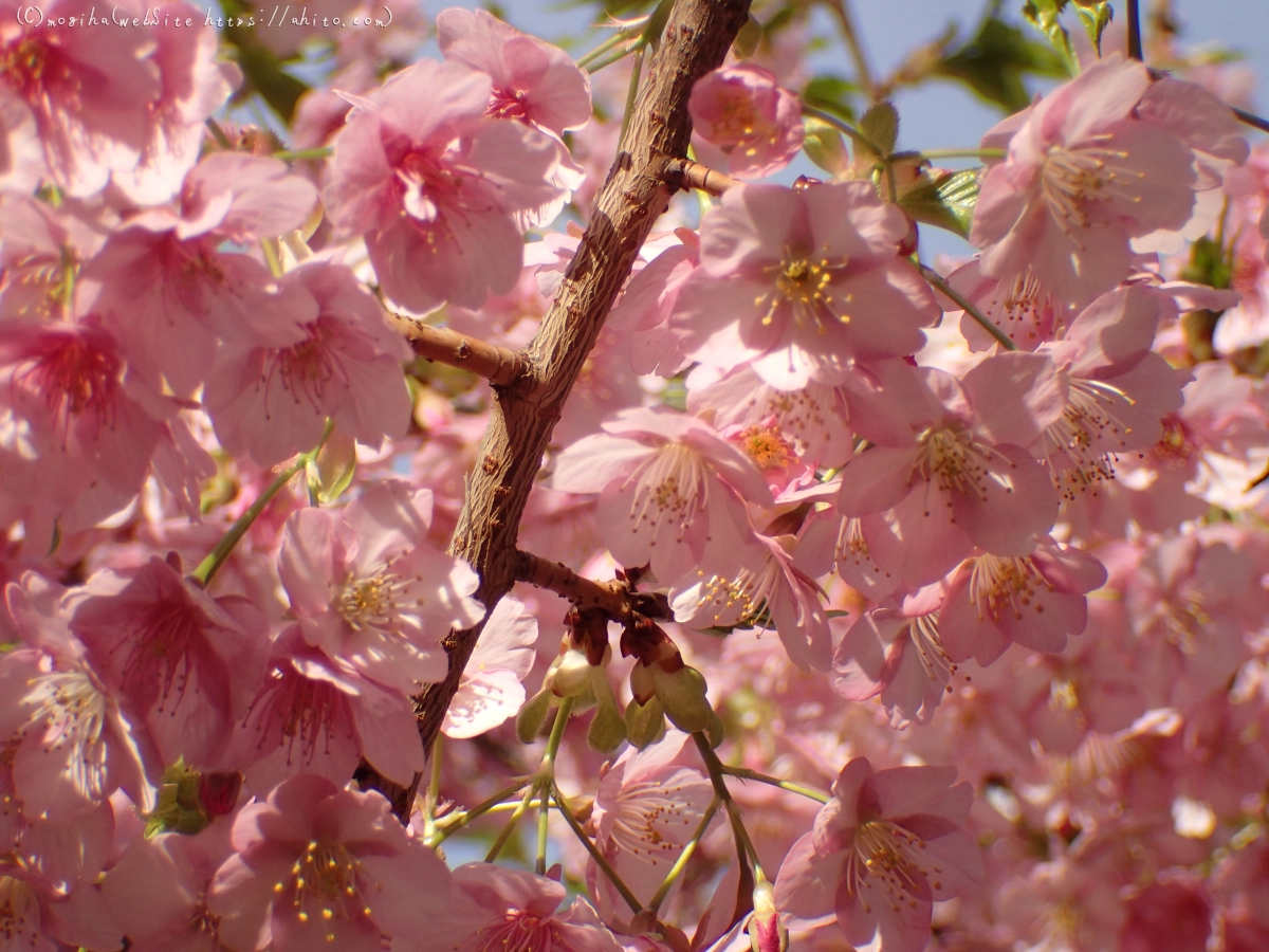 河津桜 - 09