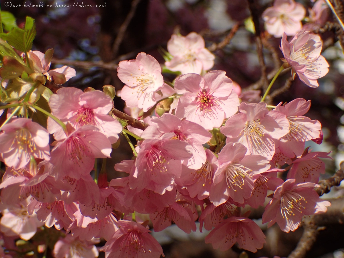 河津桜 - 10