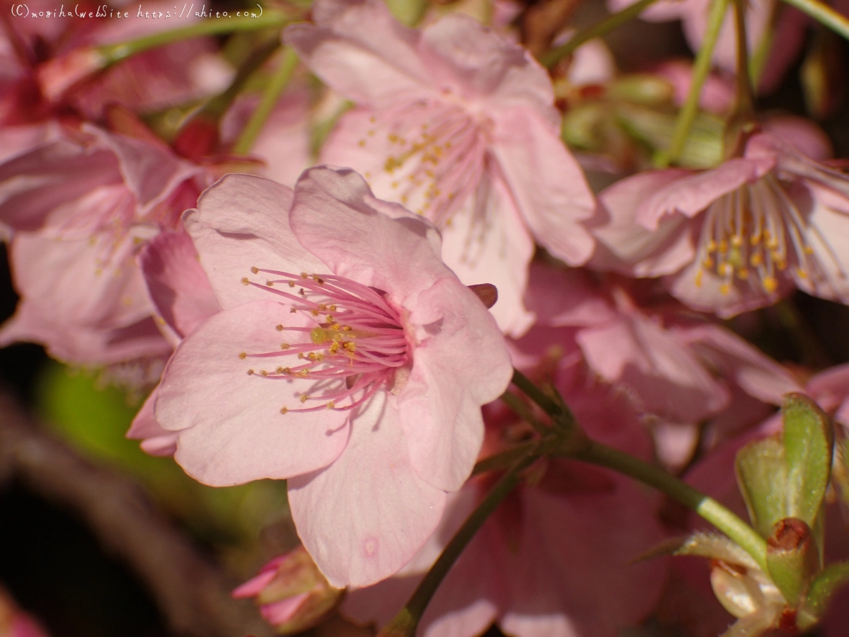 河津桜 - 11