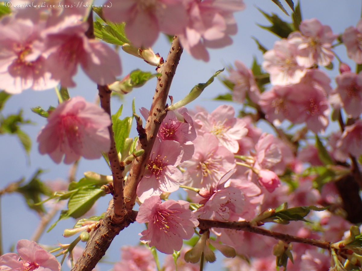 河津桜 - 12