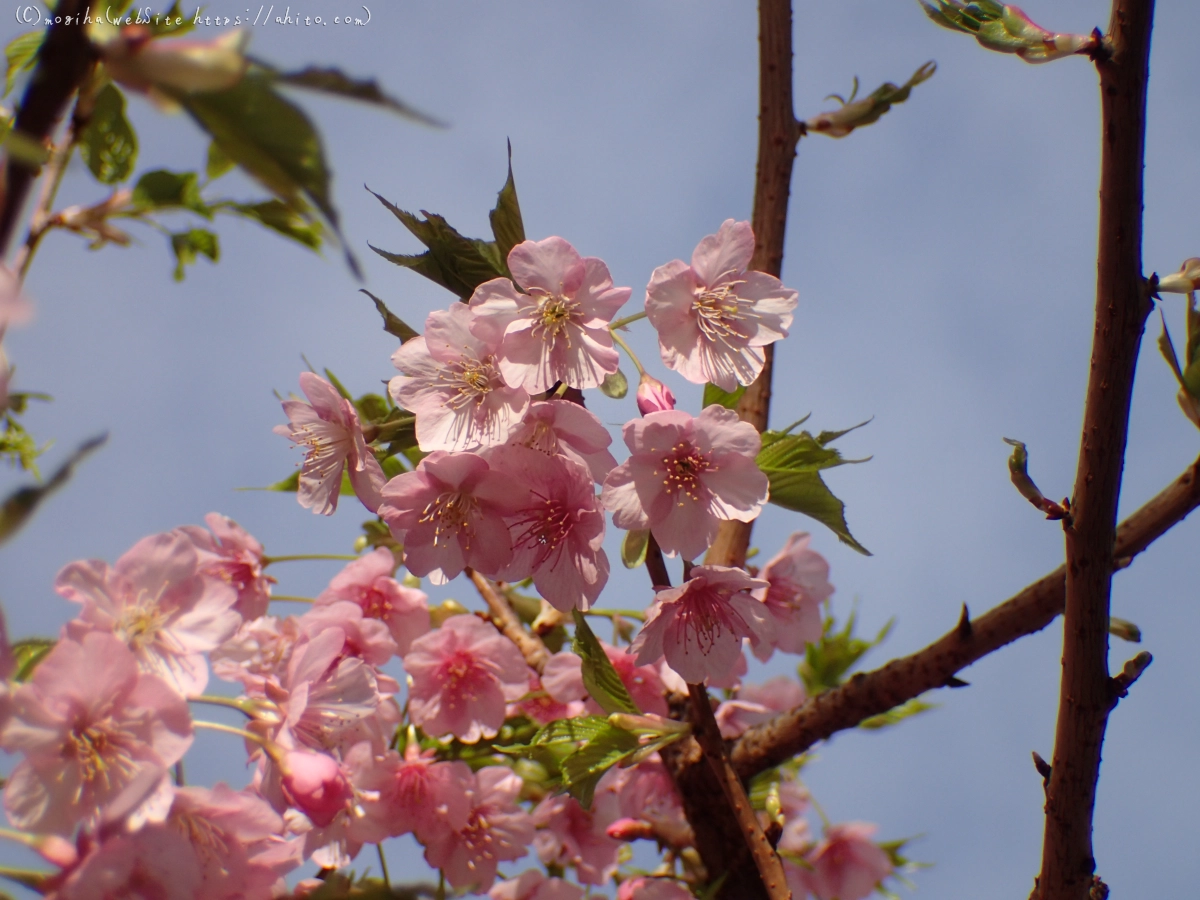 河津桜 - 13