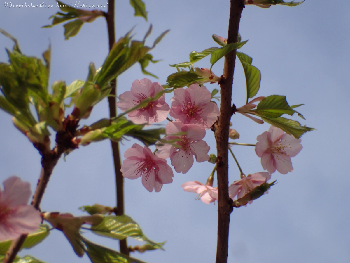 河津桜 - 14