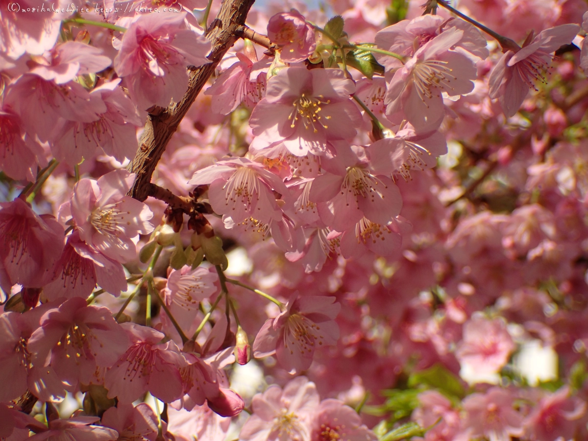 河津桜 - 16