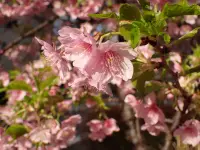 河津桜