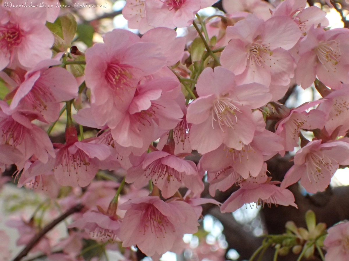 朝日と河津桜 - 02