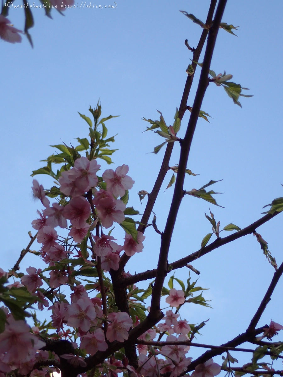 朝日と河津桜 - 03