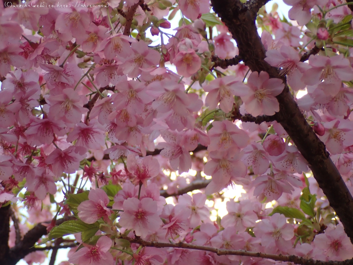 朝日と河津桜 - 04