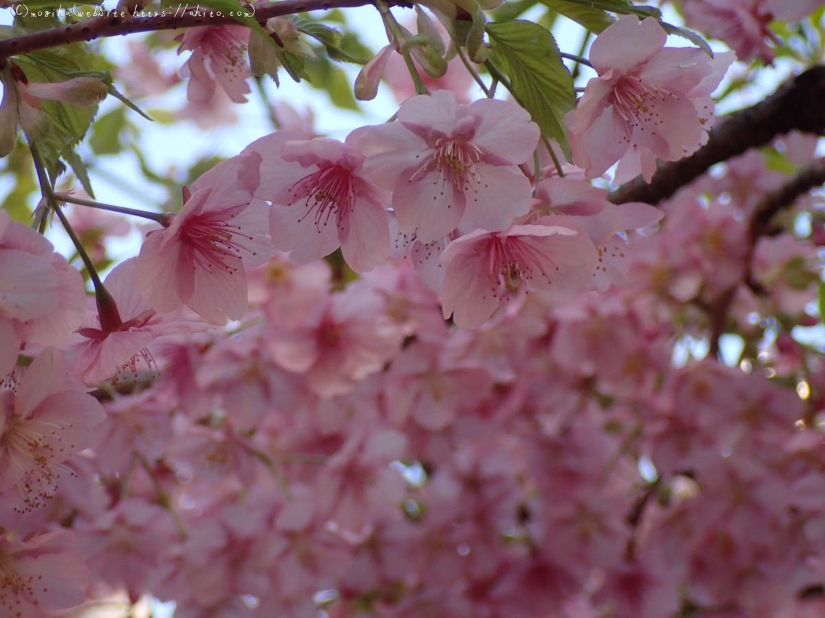 朝日と河津桜 - 05