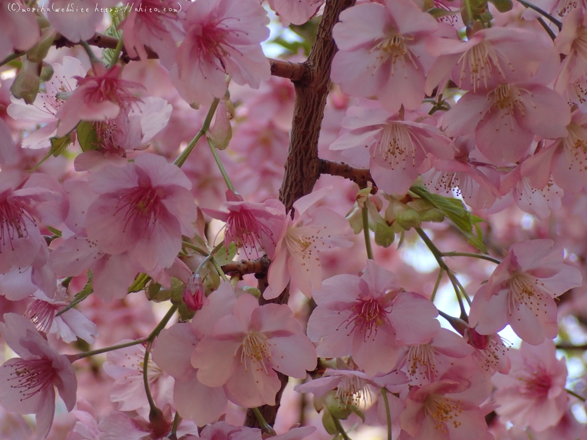 朝日と河津桜 - 06