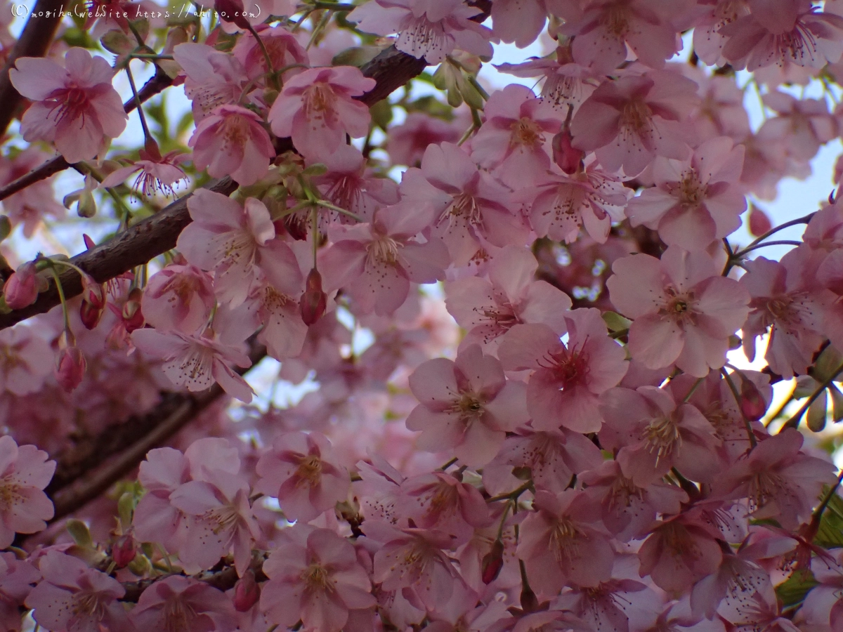 朝日と河津桜 - 07