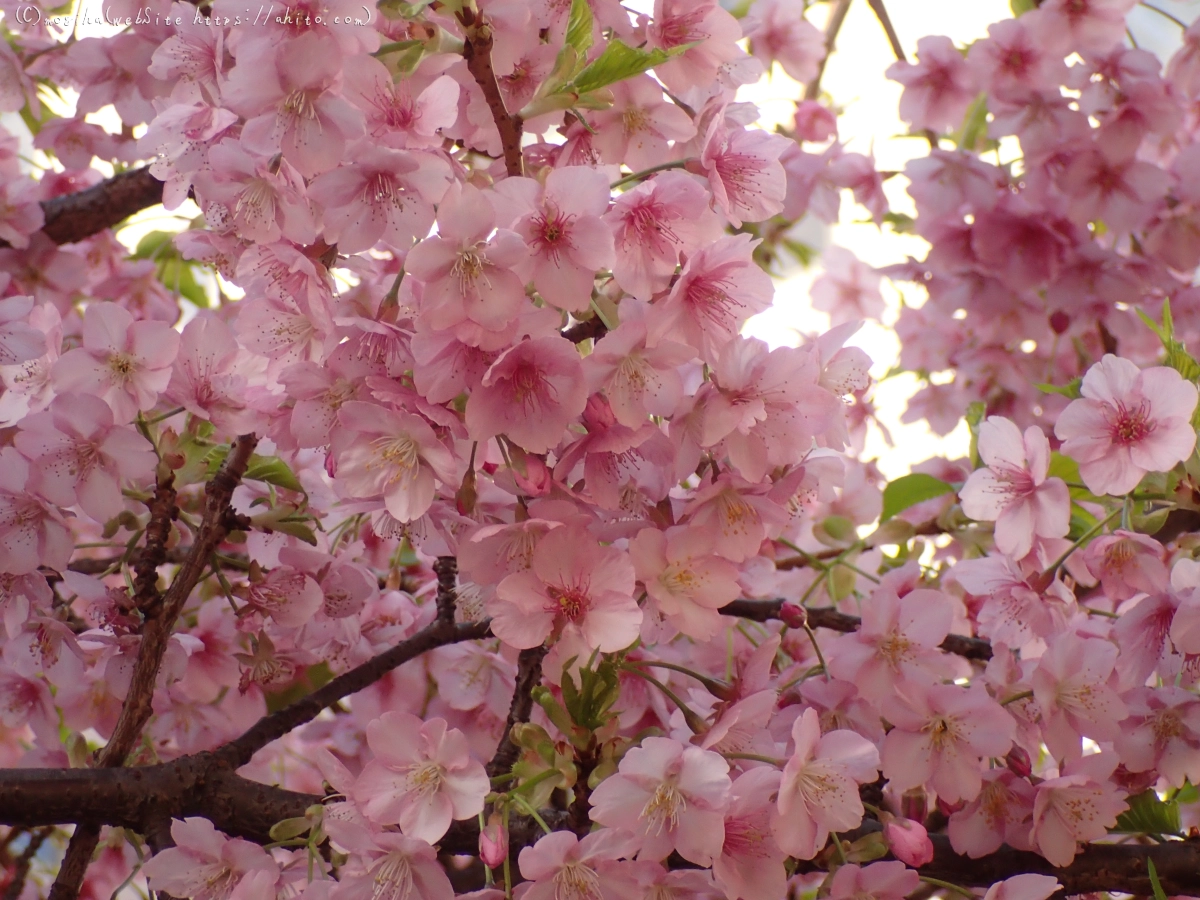 朝日と河津桜 - 09