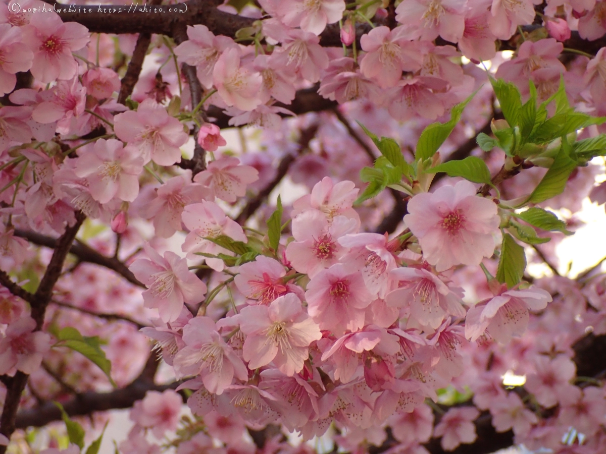 朝日と河津桜 - 10