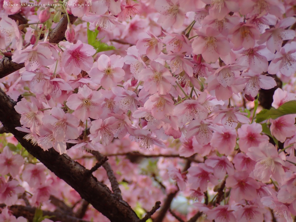 朝日と河津桜 - 11