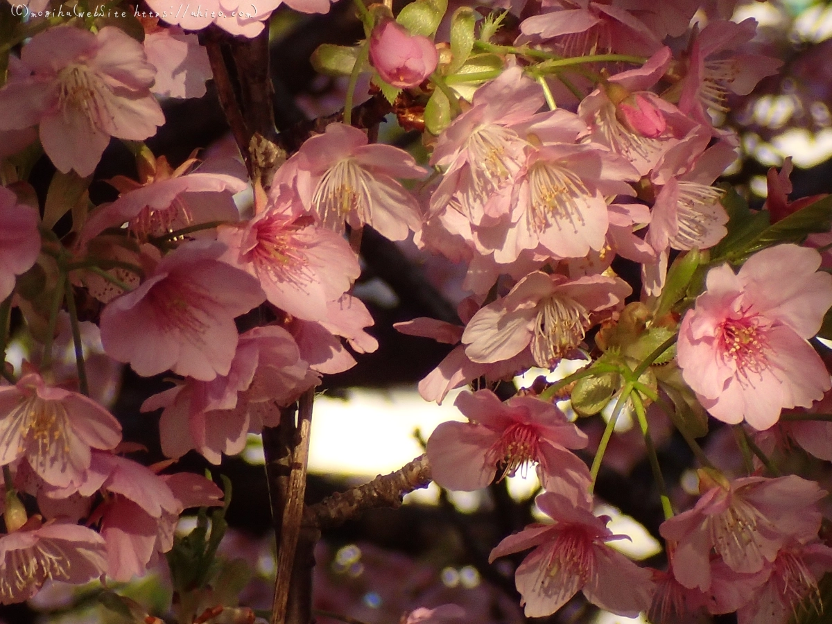 朝日と河津桜 - 14