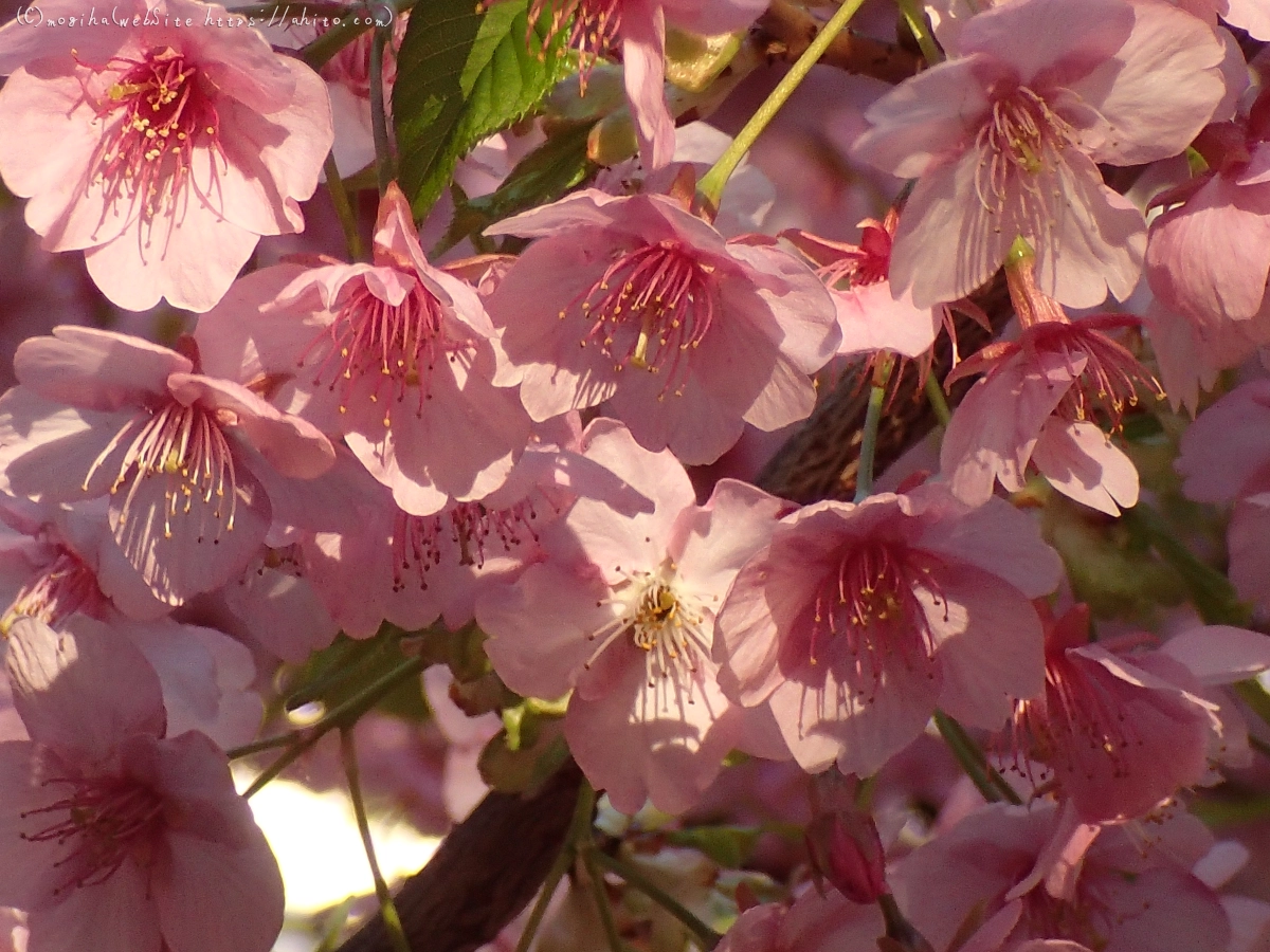 朝日と河津桜 - 15