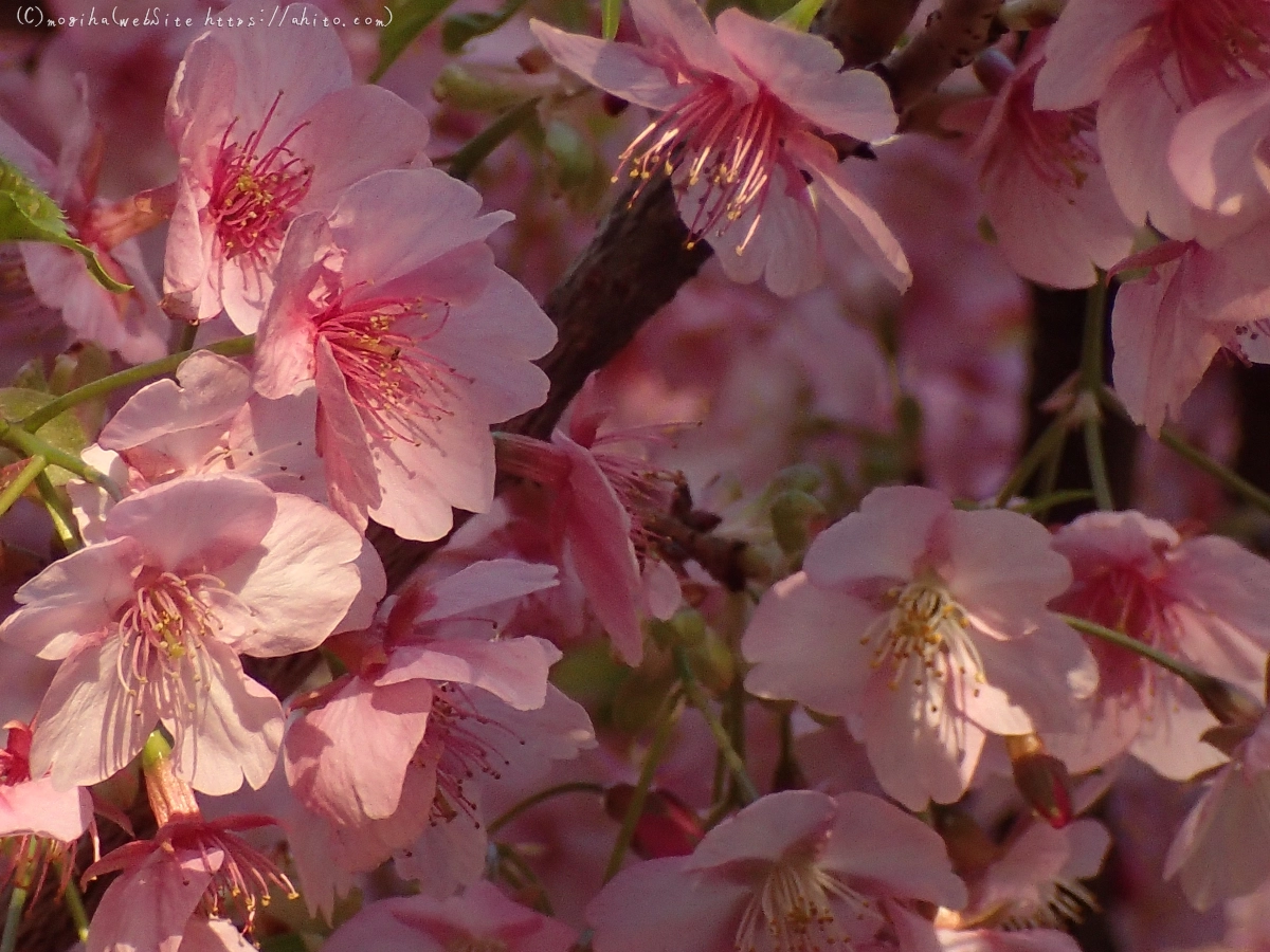 朝日と河津桜 - 17