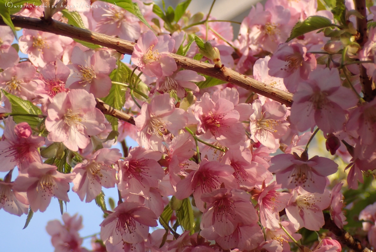 朝日と河津桜 - 22