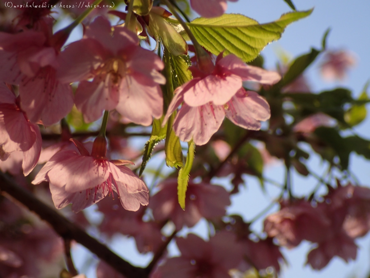 朝日と河津桜 - 24