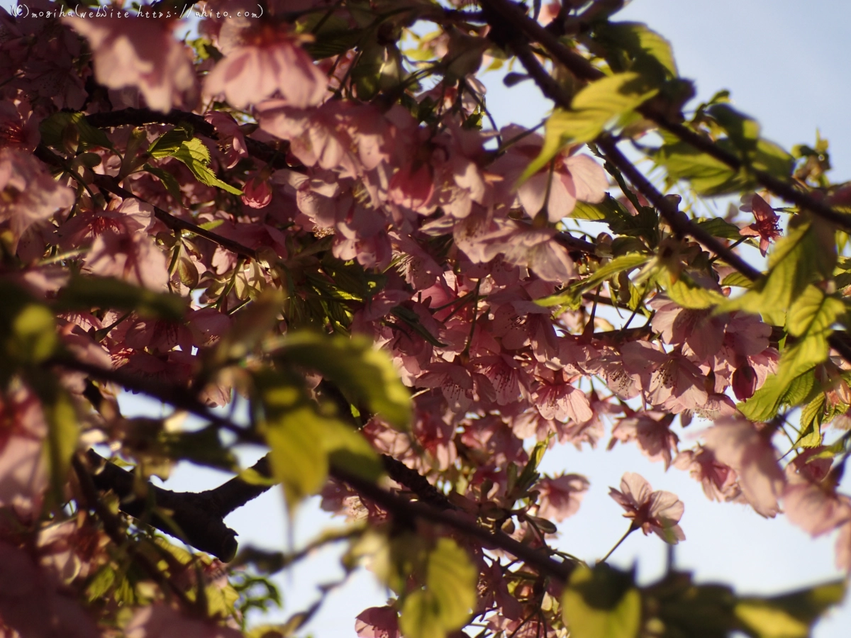 朝日と河津桜 - 25