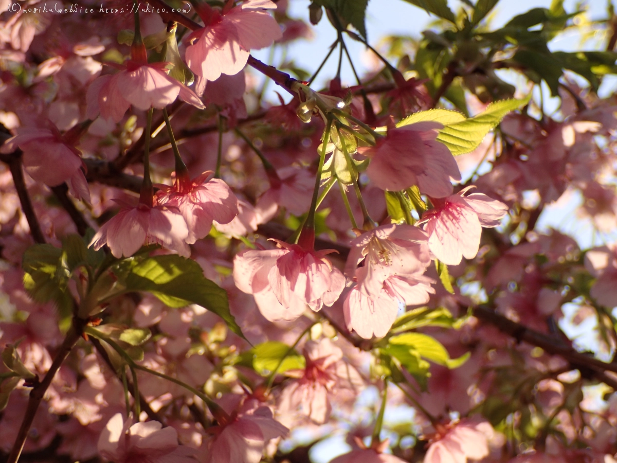 朝日と河津桜 - 27