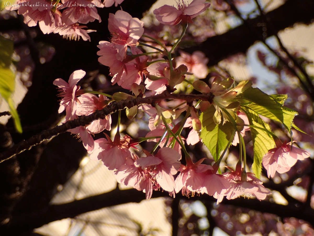 朝日と河津桜 - 28