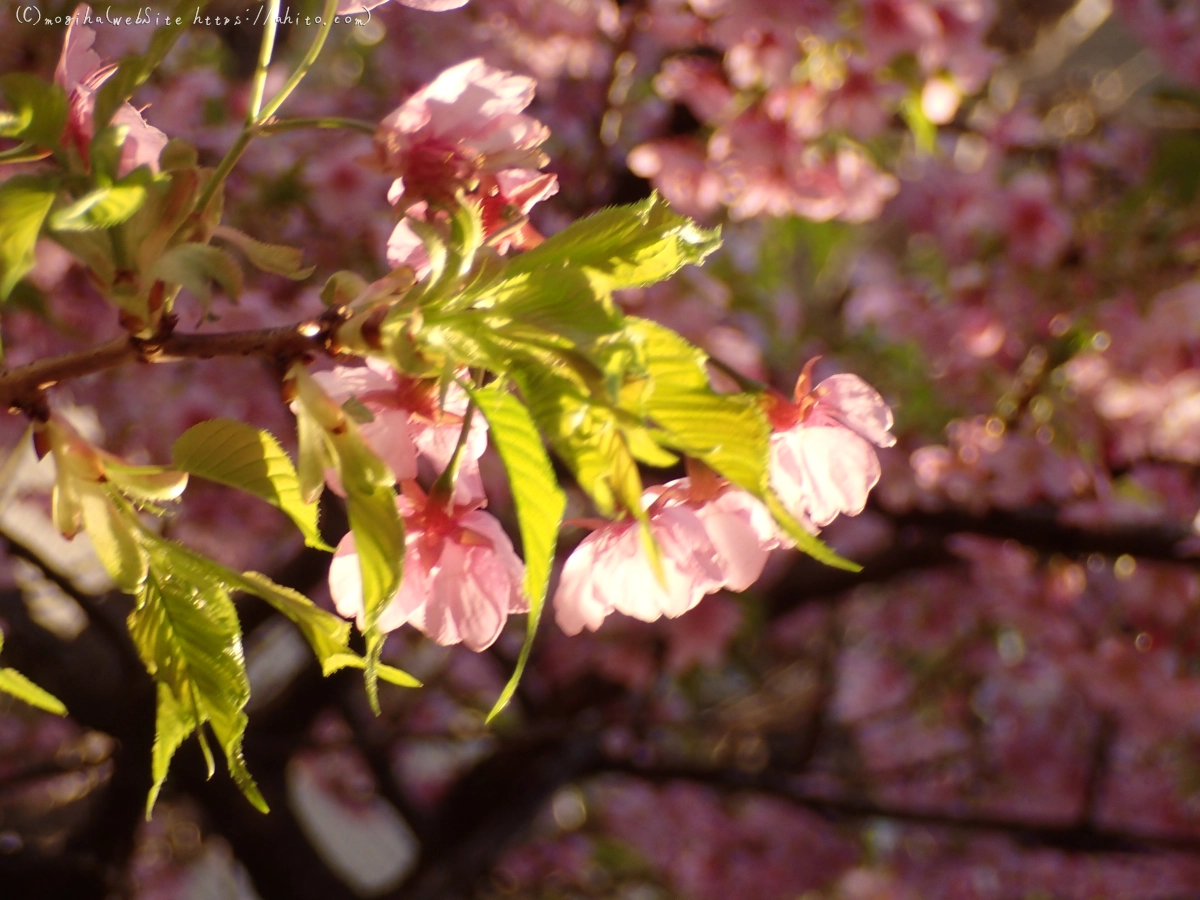 朝日と河津桜 - 29