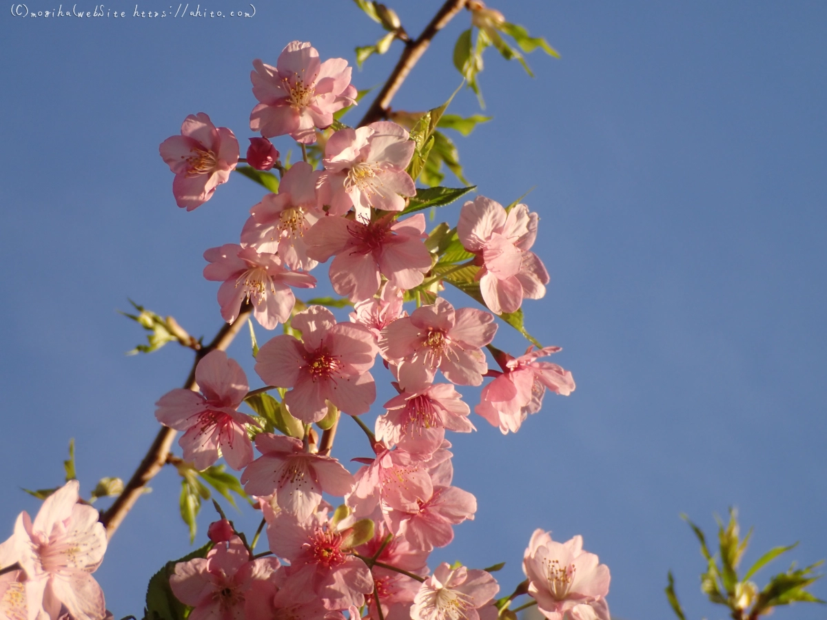 朝日と河津桜 - 30