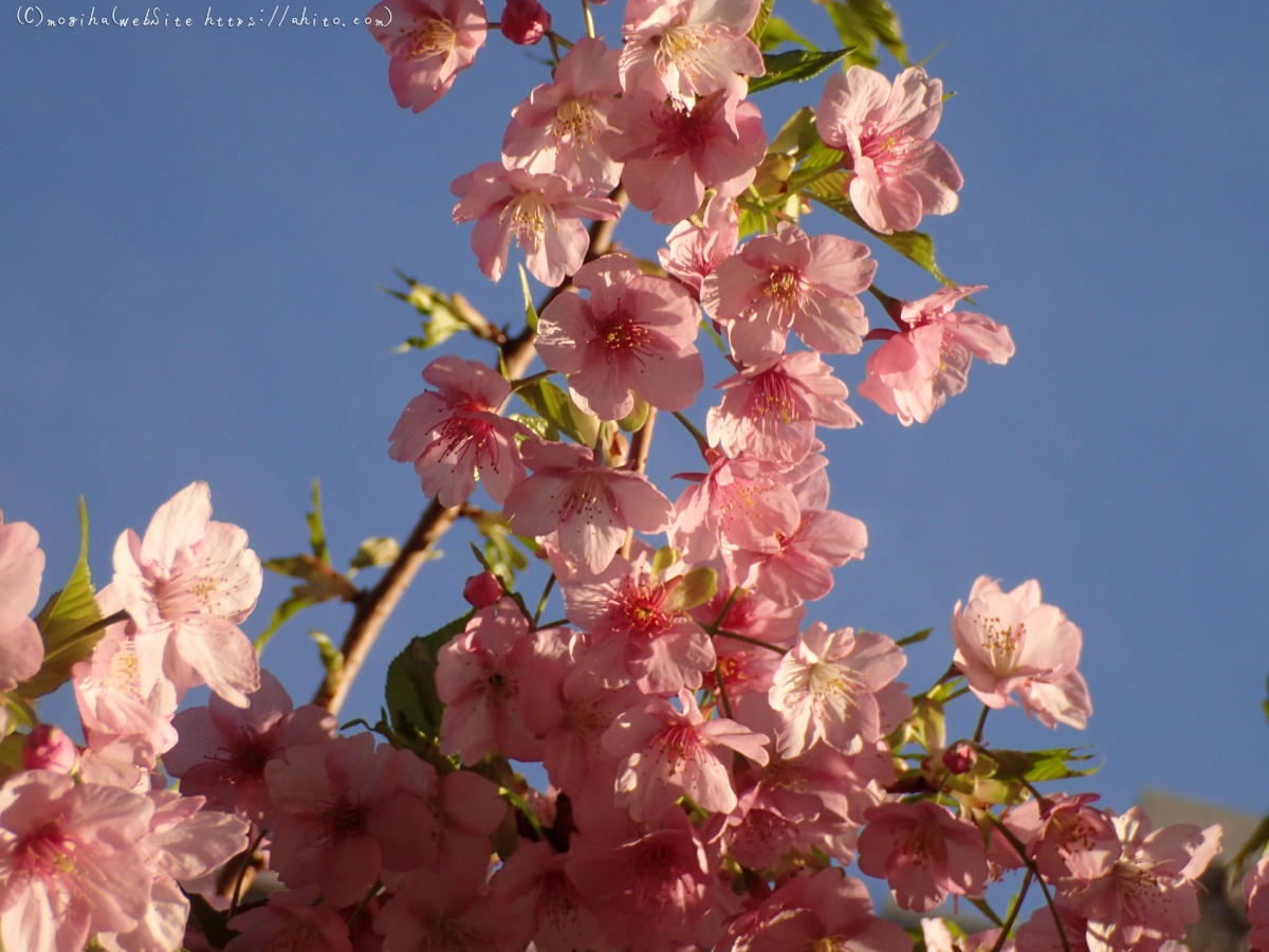 朝日と河津桜 - 31