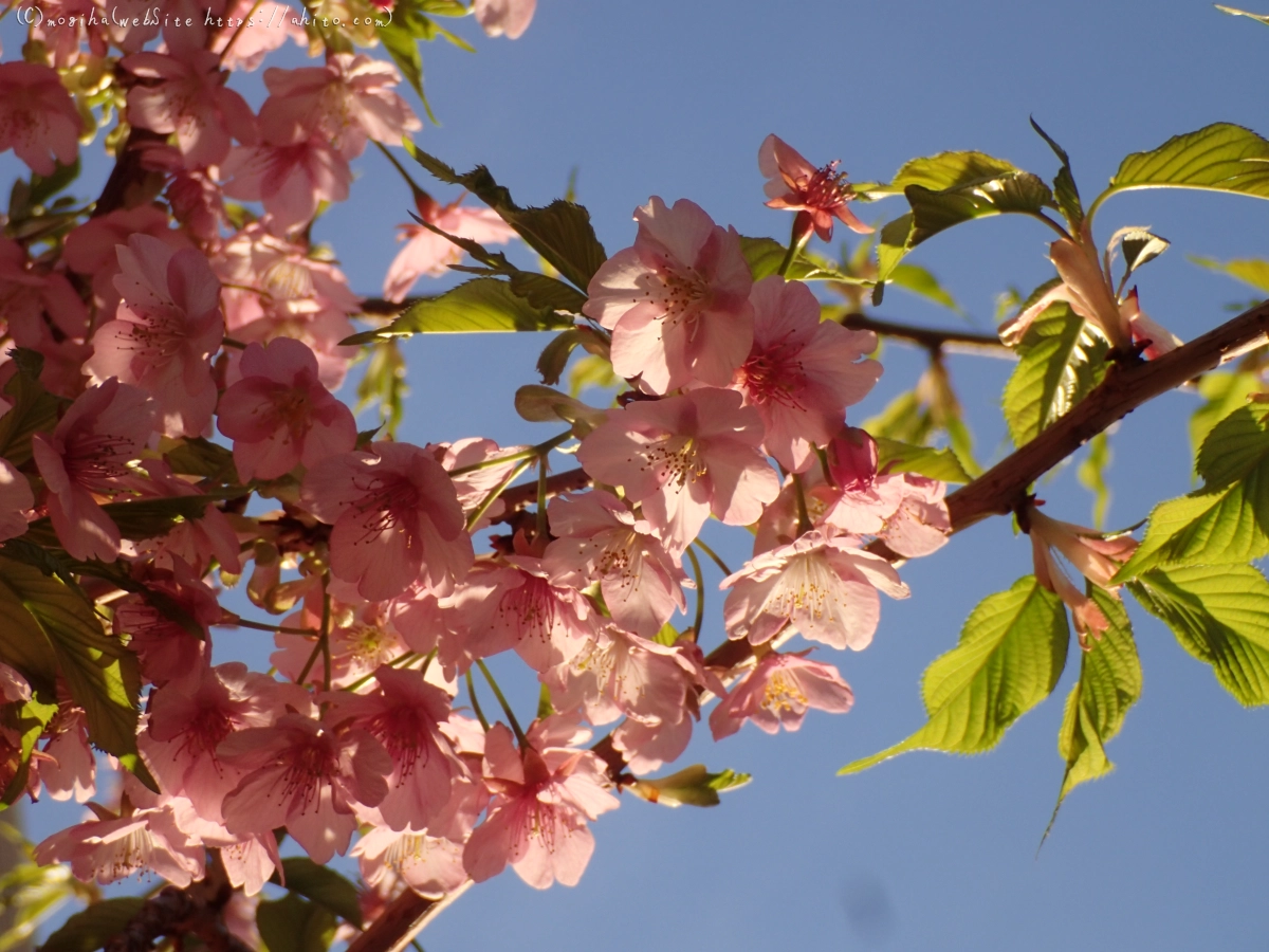 朝日と河津桜 - 32