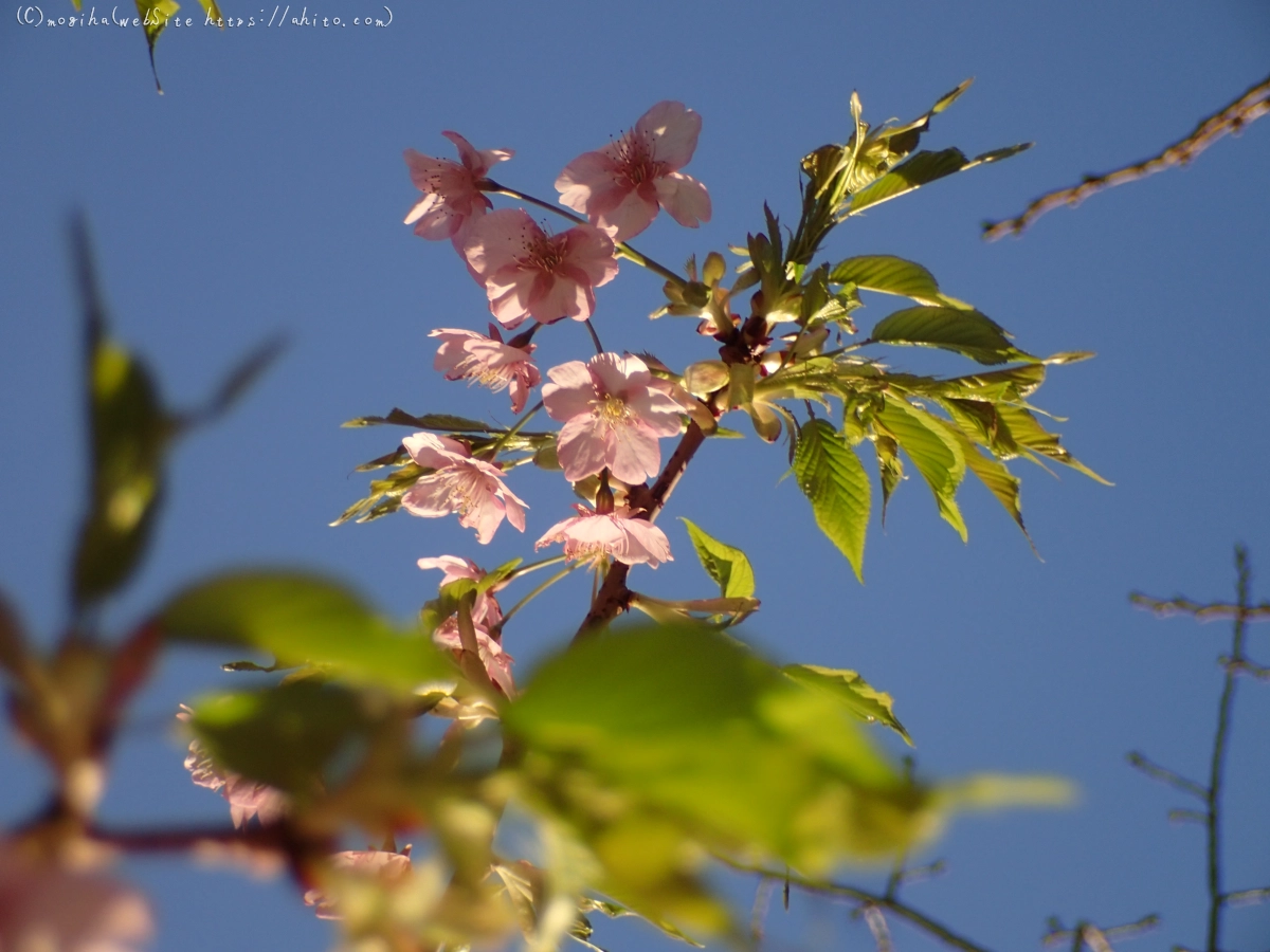 朝日と河津桜 - 33