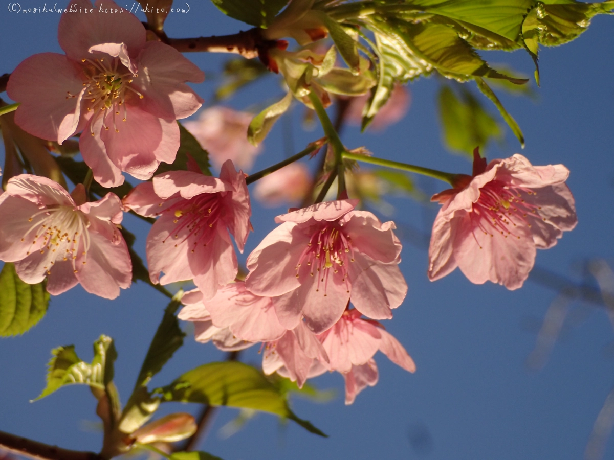 朝日と河津桜 - 34