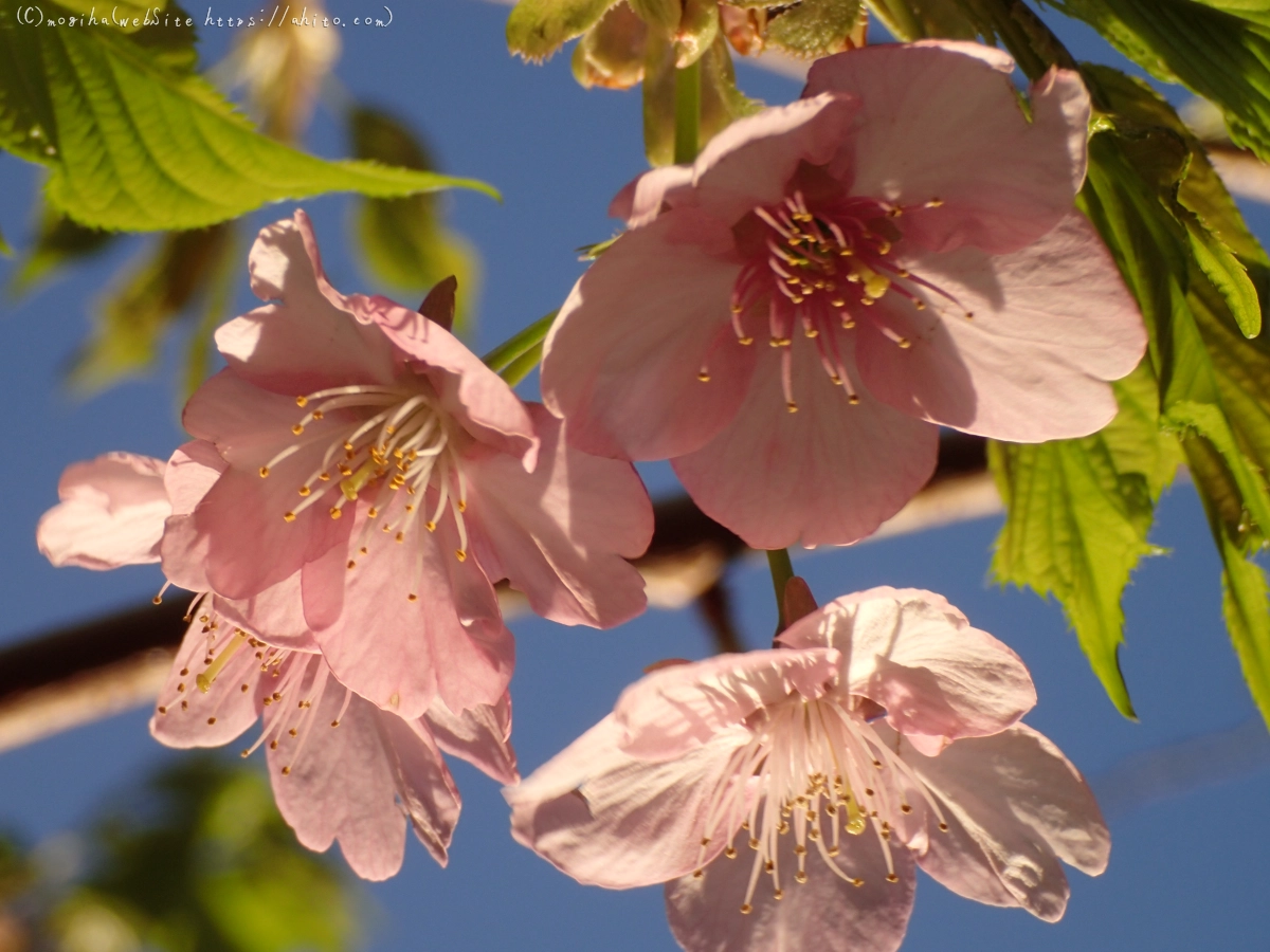 朝日と河津桜 - 35