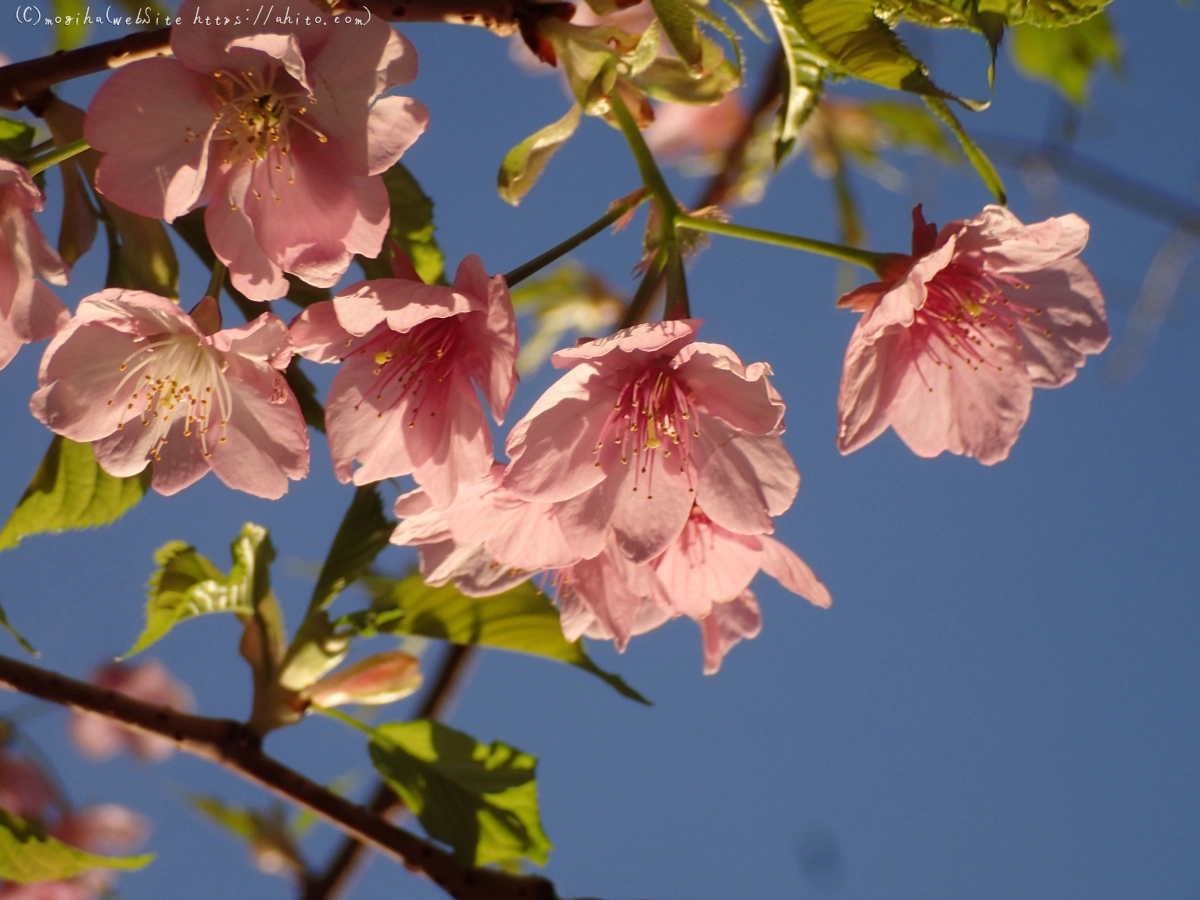 朝日と河津桜 - 36