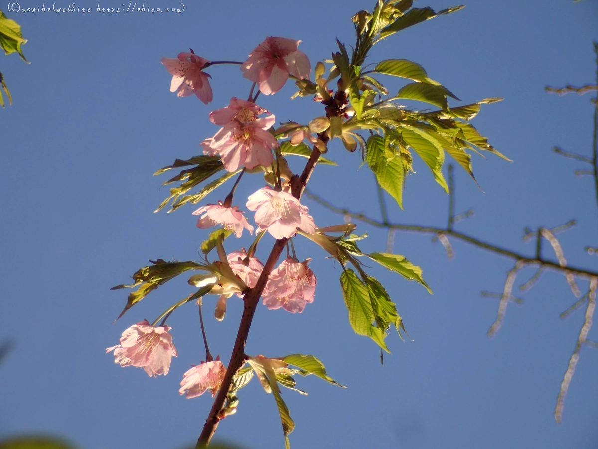 朝日と河津桜 - 37