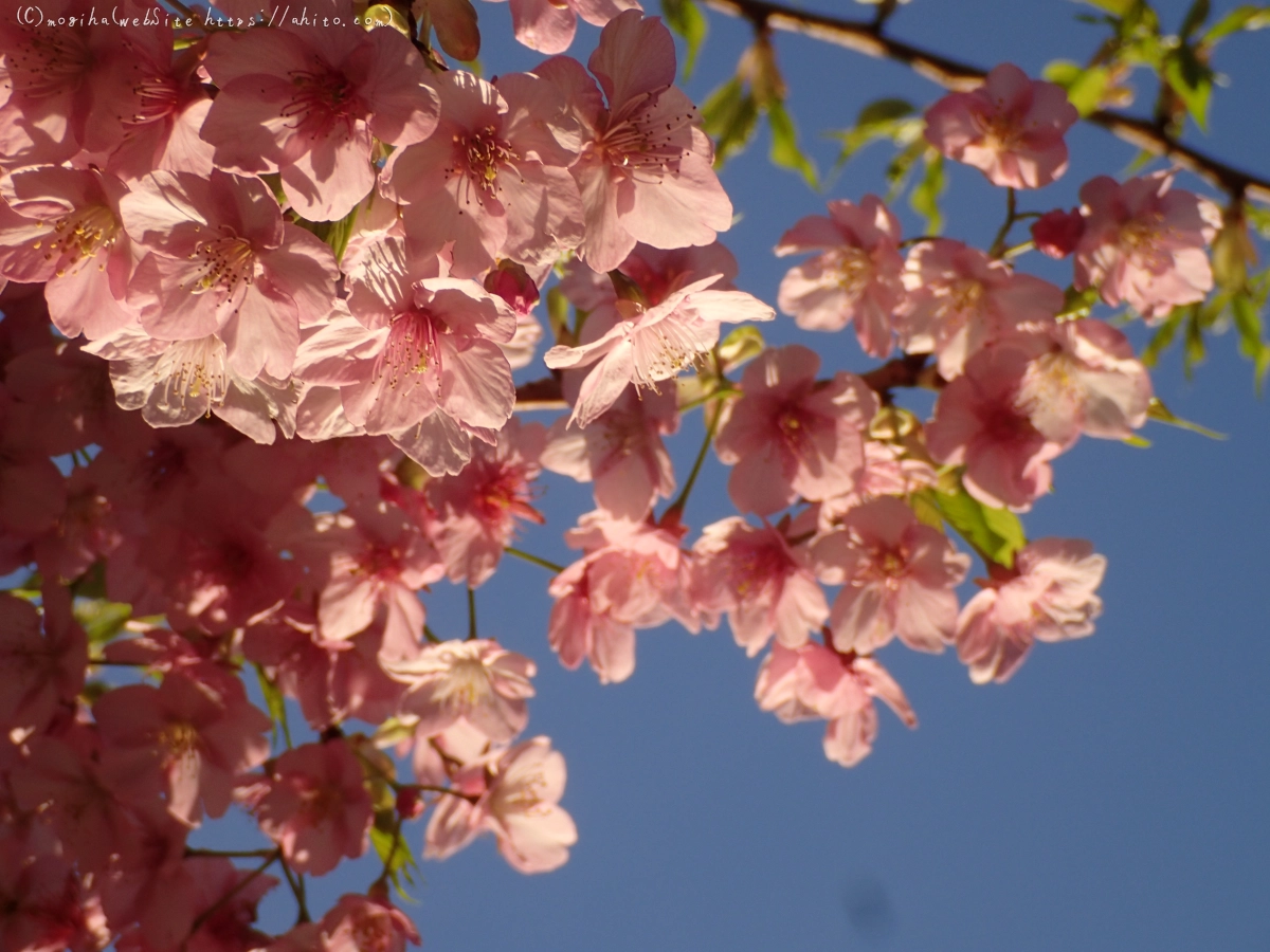 朝日と河津桜 - 38