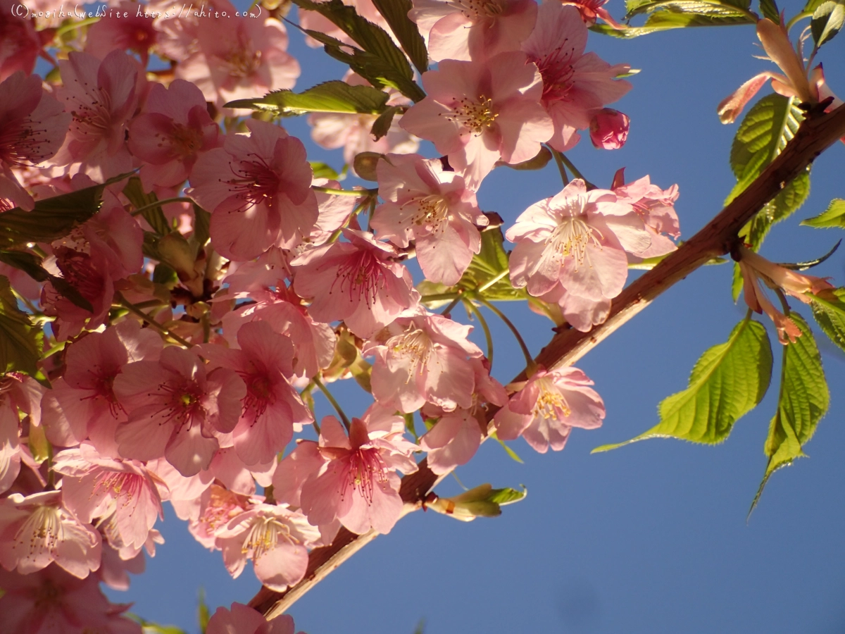 朝日と河津桜 - 39