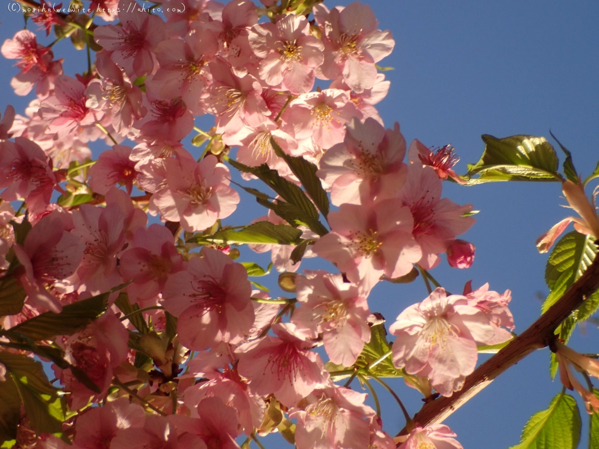 朝日と河津桜 - 40