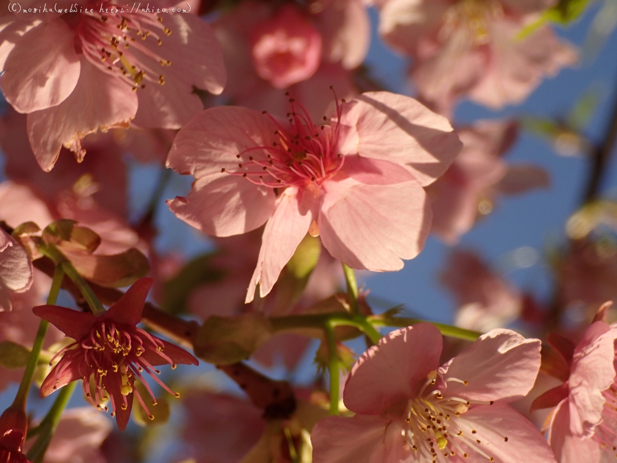 朝日と河津桜 - 41