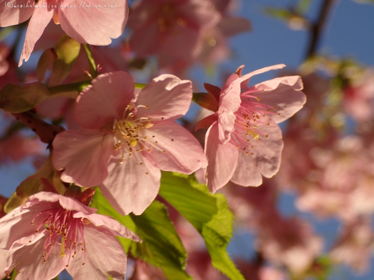 朝日と河津桜 - 42