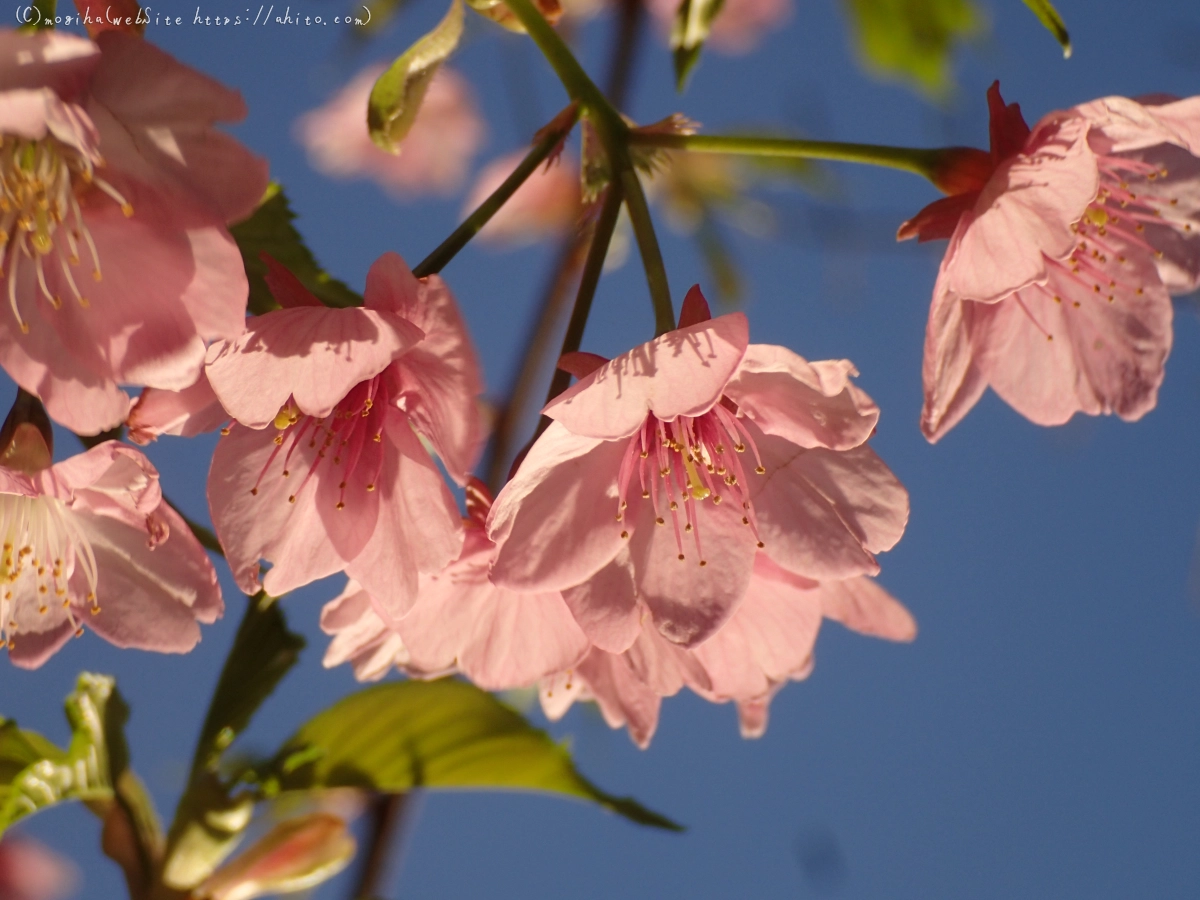 朝日と河津桜 - 43