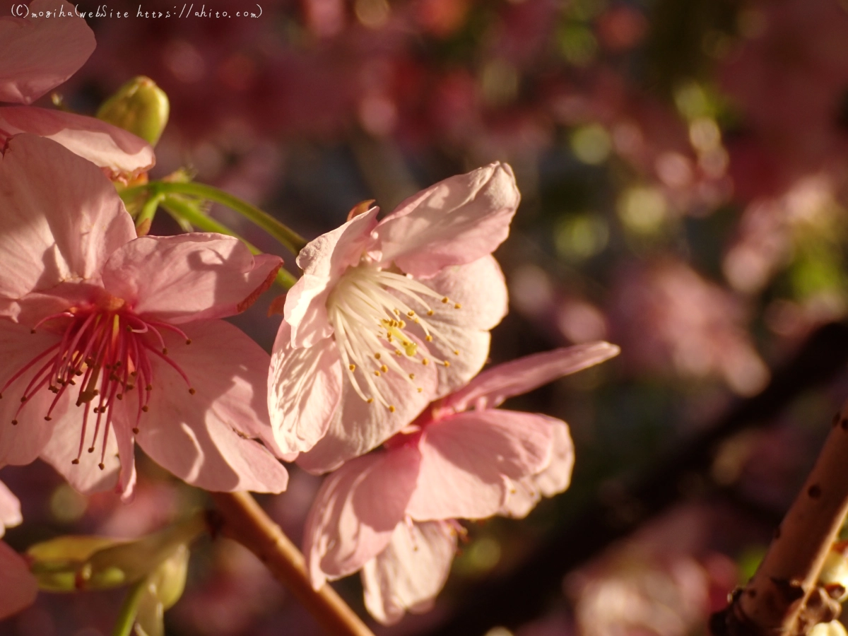 朝日と河津桜 - 44