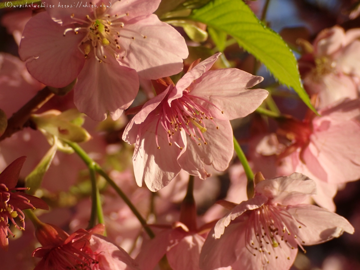 朝日と河津桜 - 45