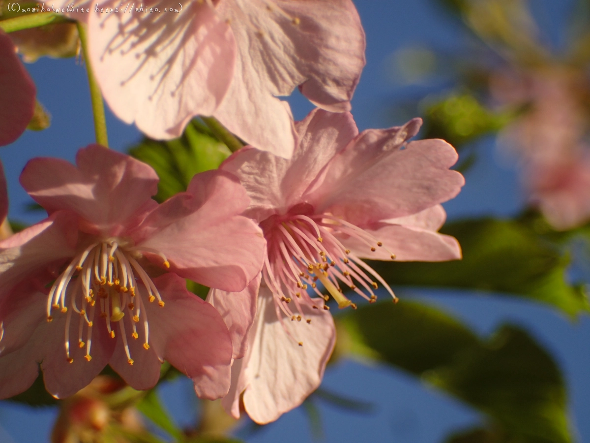 朝日と河津桜 - 46